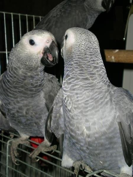 Timed African Grey Parrots For Sale near me