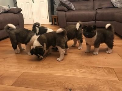 Akita puppies