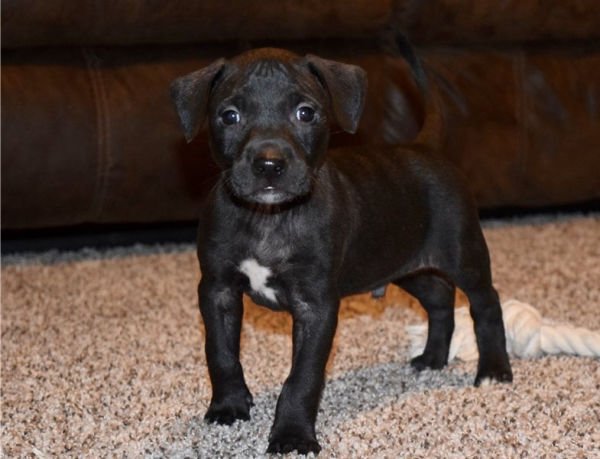 pitbull puppies for sale