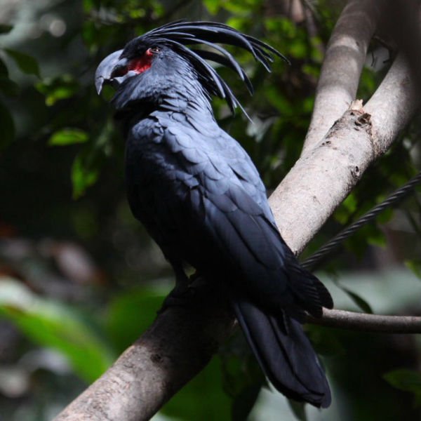 Black Palm Cockatoo Parrots for sale