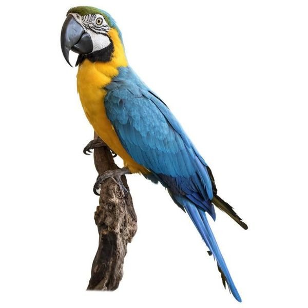Quality Blue and Gold Macaw for sale