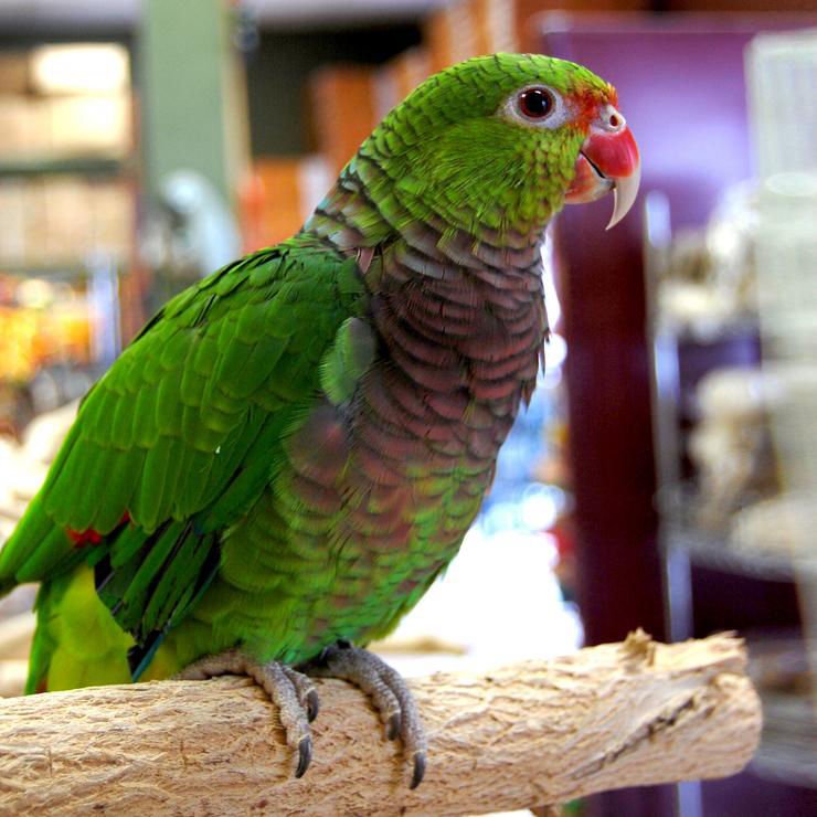  Vinaceous Amazon Parrot availble for sale