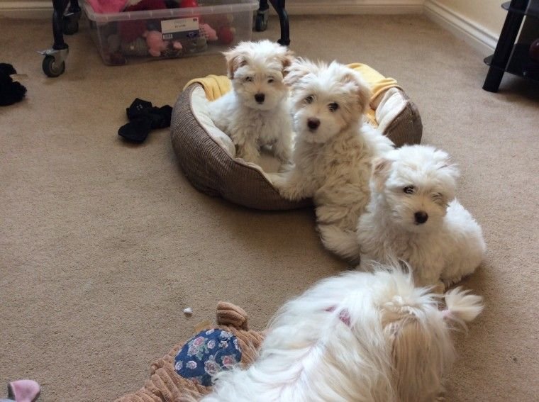 Buy Coton De Tulear Puppies Online