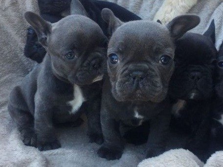 French Bulldog Puppies for sale online 