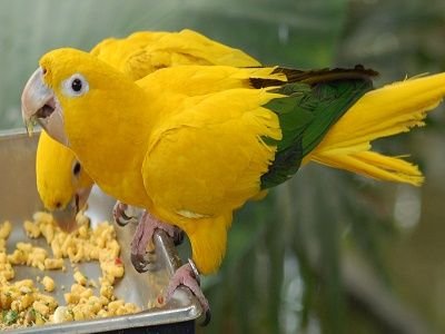 Golden Conure or Queen of Bavaria Conure for sale