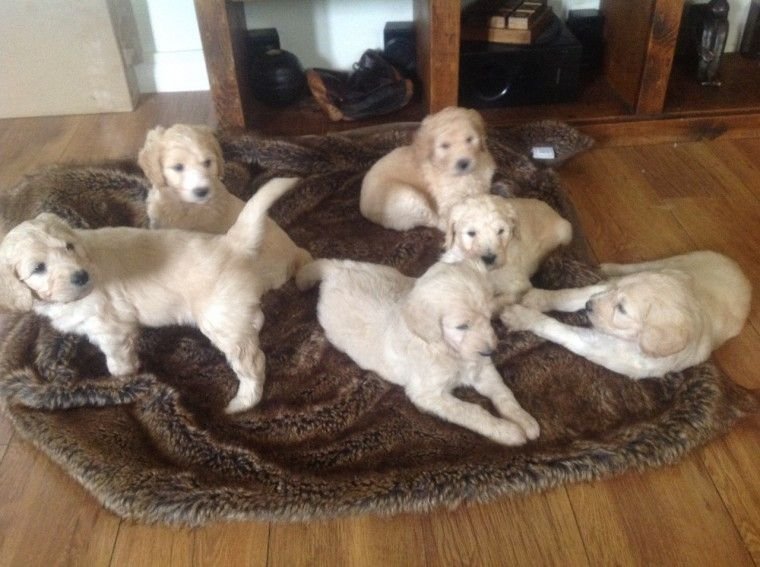 Goldendoodle Puppies For Sale