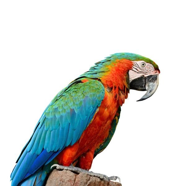 Harlequin Macaw for sale online
