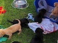 Labrador Retriever Puppies for sale