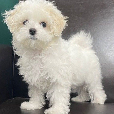 Maltese Puppies for sale