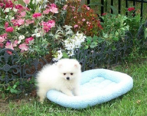 pure breed Pomeranian puppies for sale