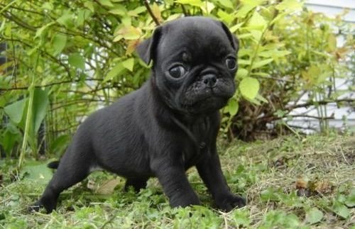 Black Pug puppies for sale online