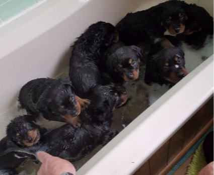 Rottweiler Puppies for sale