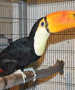 Toucan Jungle parrot bird for sale