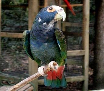 White Capped Pionus parrot for sale