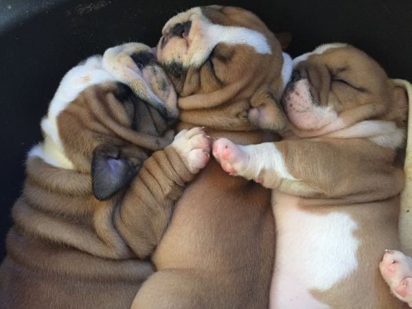 English bulldog