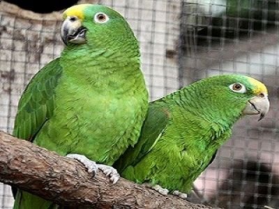 Yellow-Crowned Amazon Parrot for sale